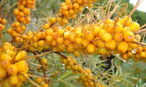 洛陽美白針手術(shù)醫(yī)生